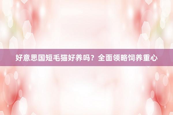 好意思国短毛猫好养吗？全面领略饲养重心